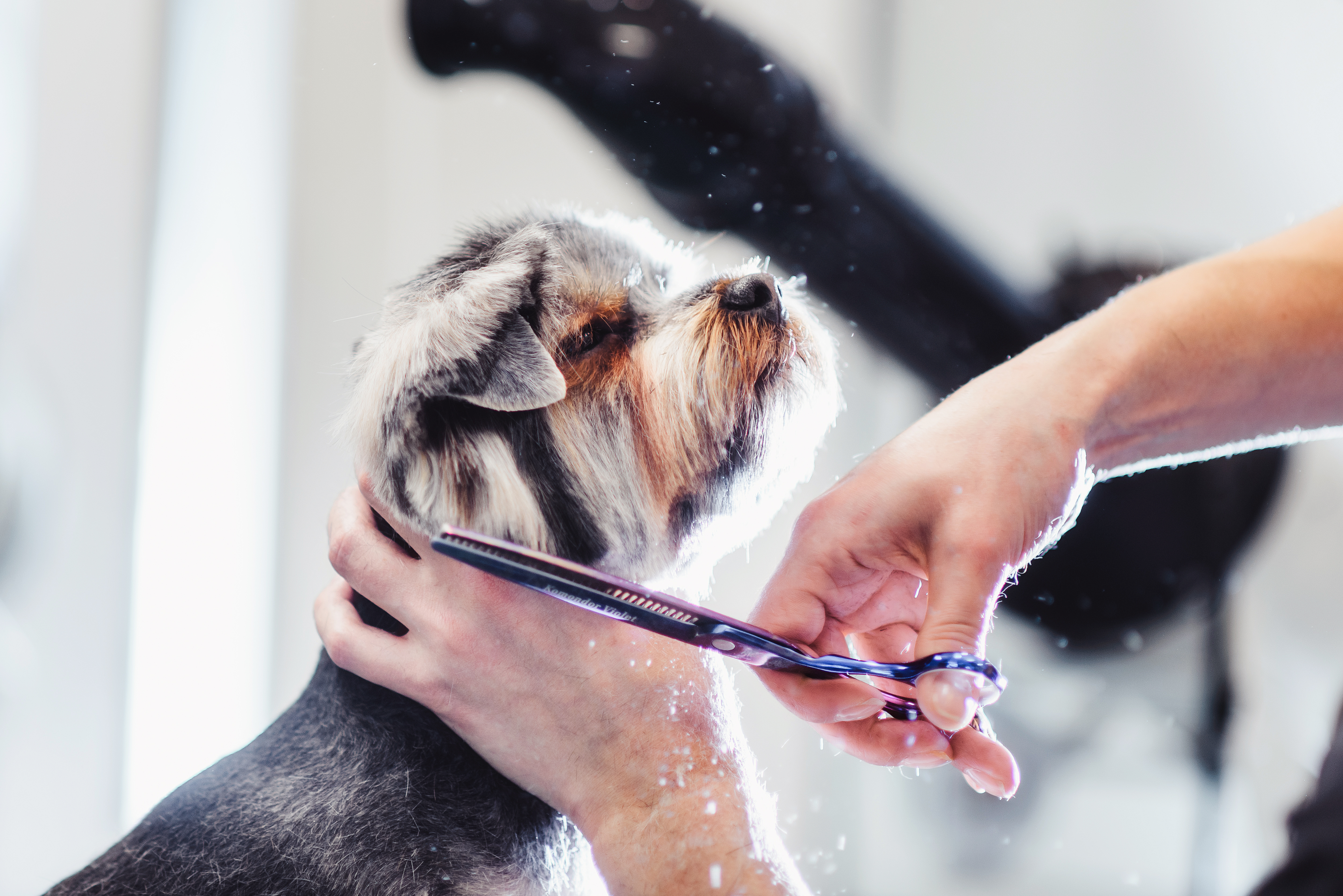 Dienstleistungen im Hundesalon Dienstleistungen im Hundesalon