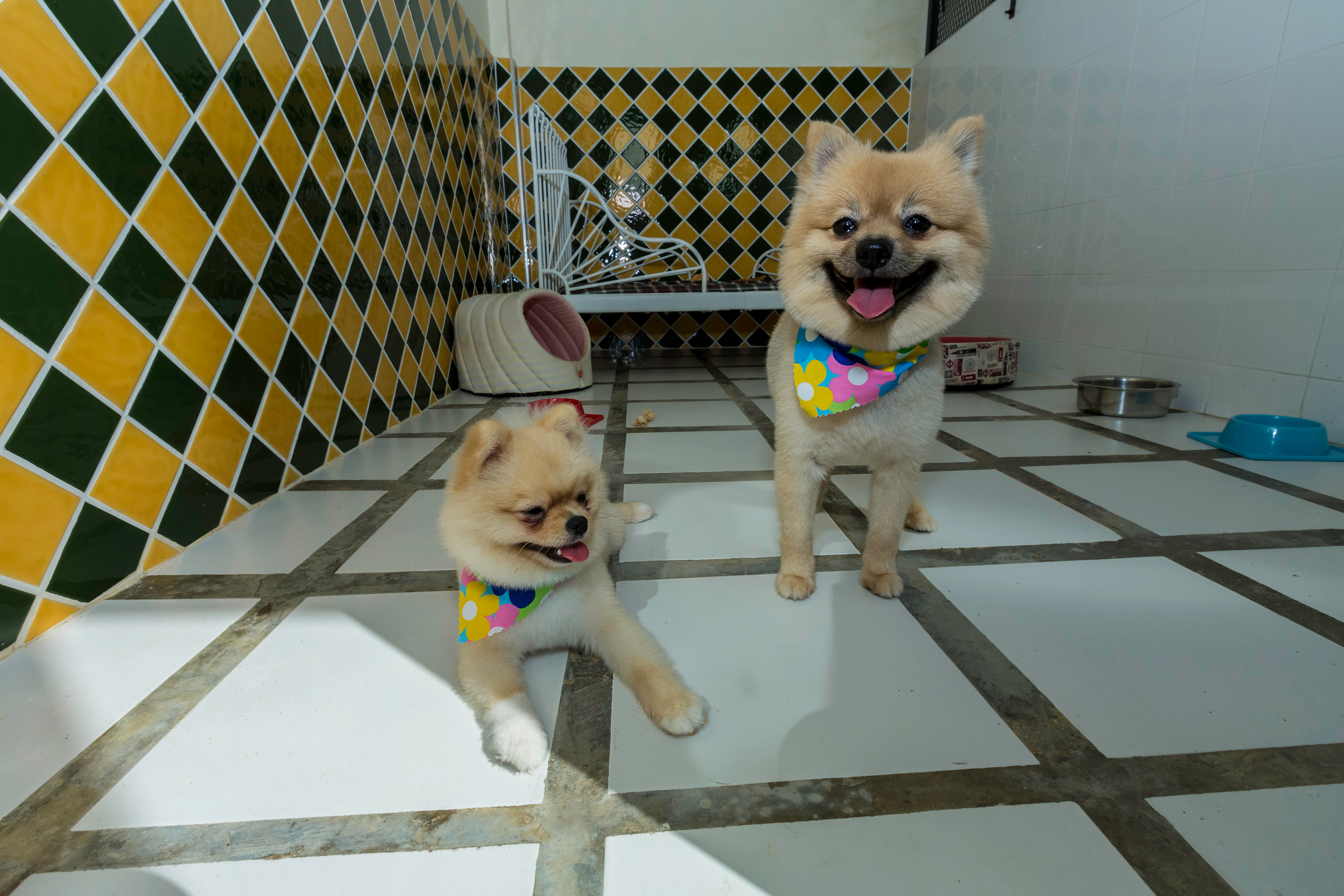 Businessplan für Ihre Hundepension