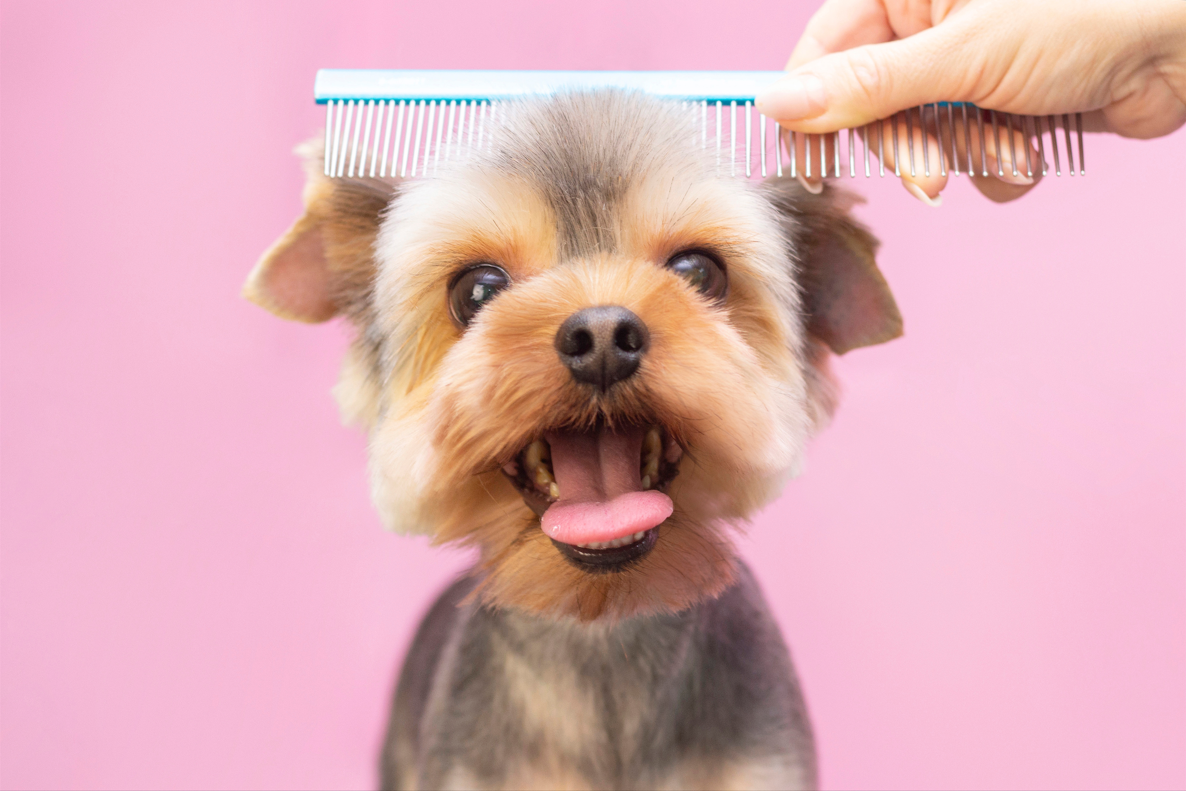 Hilfsmittel für Hundefriseure Hilfsmittel für Hundefriseure