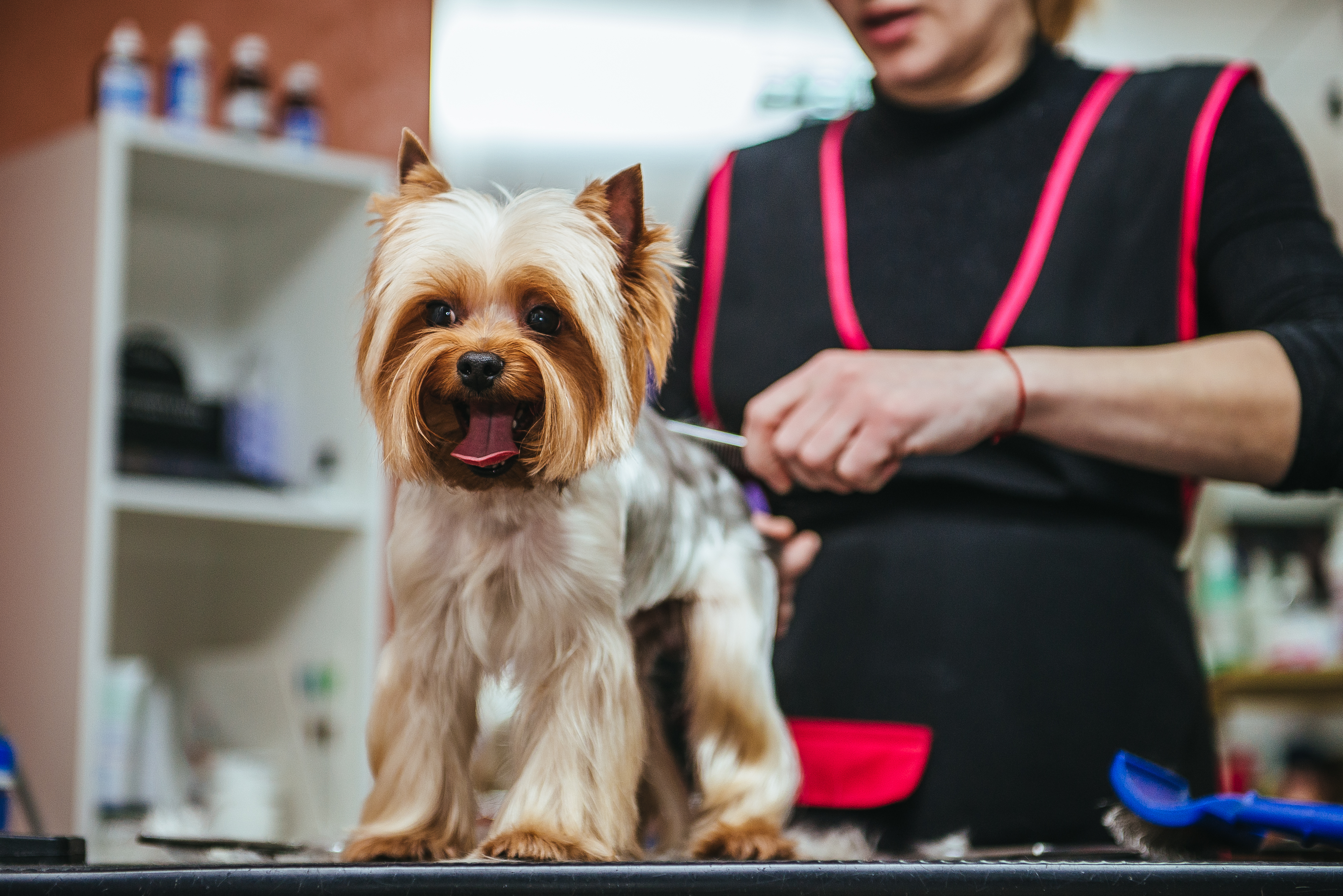 Kundenmanagement im Hundesalon