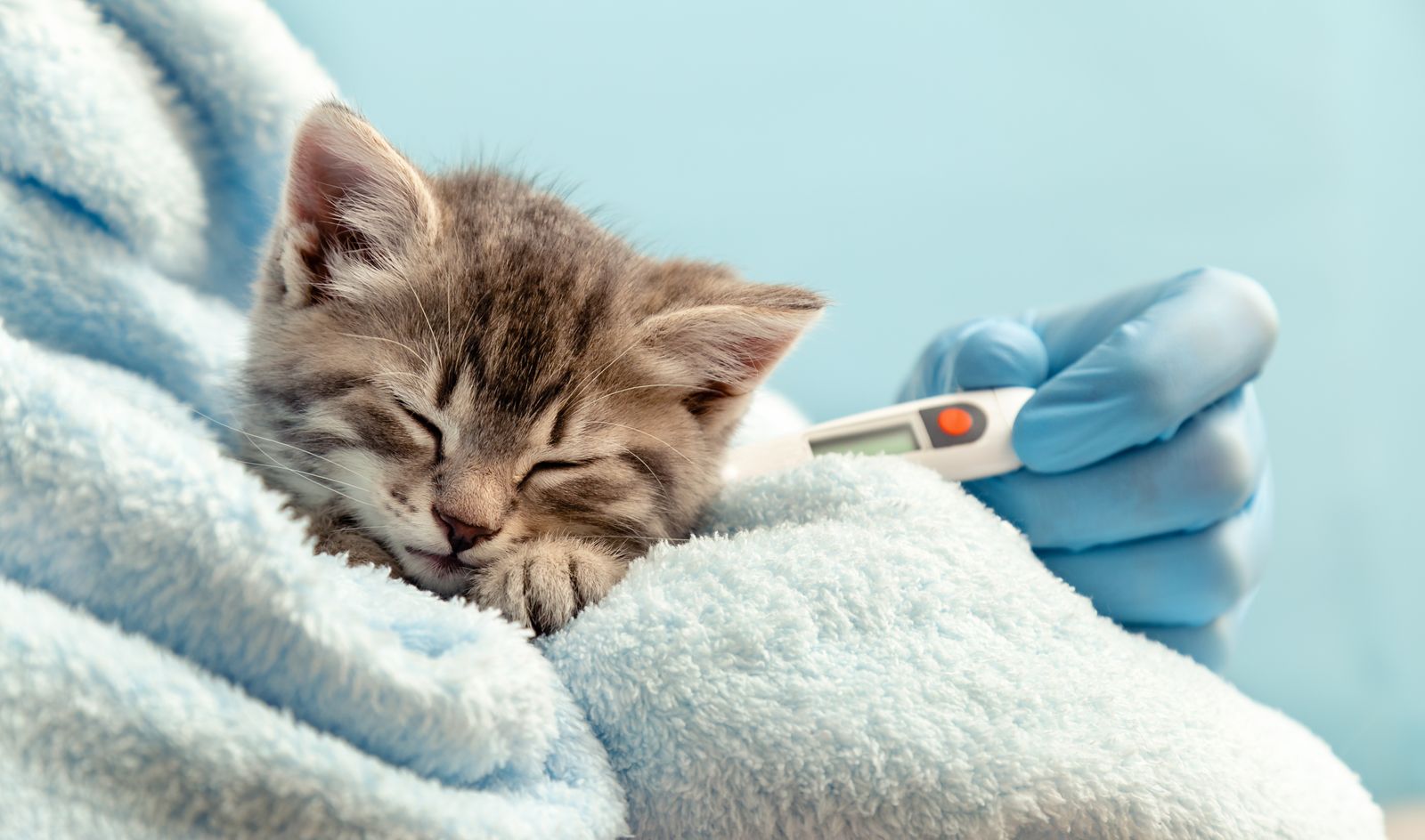Veterinärgeschäft: Eröffnung und Verwaltung